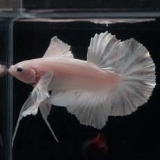 画像2: HMPK　ホワイトダンボ (2)