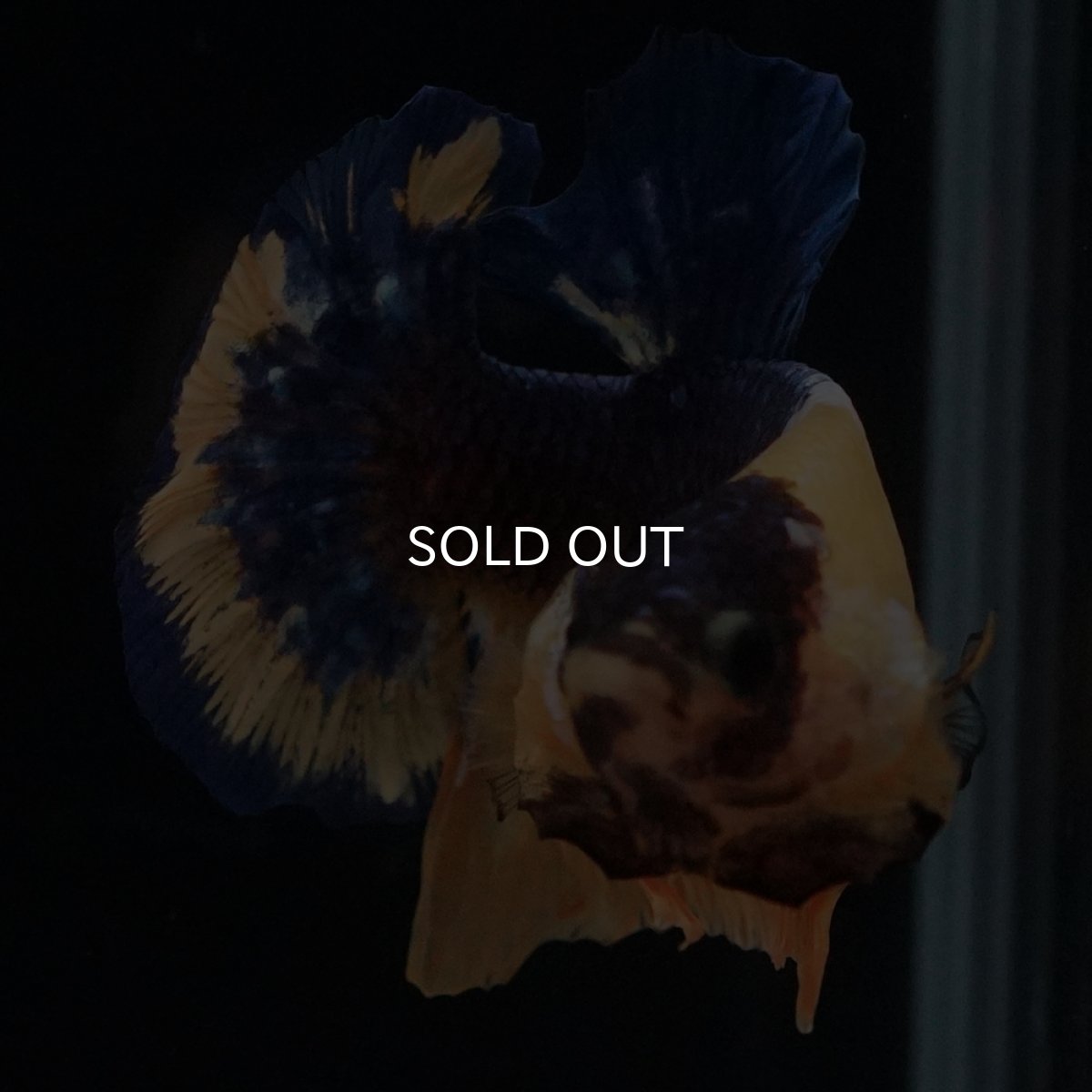 画像5: HMPK　イエローファンシー (5)