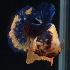 画像5: HMPK　イエローファンシー (5)