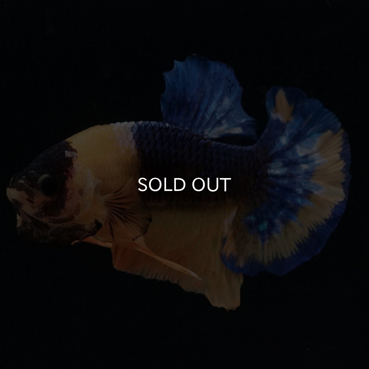 画像6: HMPK　イエローファンシー (6)