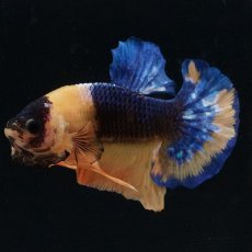 画像6: HMPK　イエローファンシー (6)