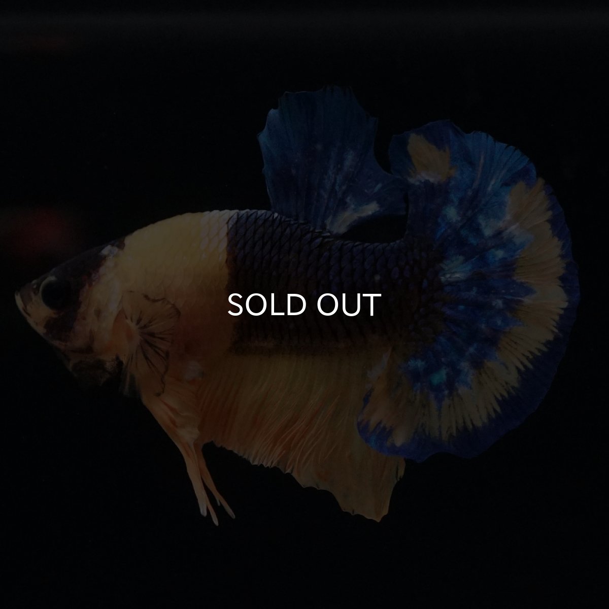 画像1: HMPK　イエローファンシー (1)