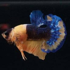 画像1: HMPK　イエローファンシー (1)