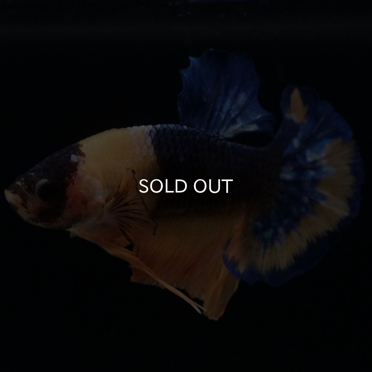 画像4: HMPK　イエローファンシー (4)