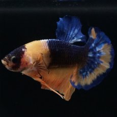 画像4: HMPK　イエローファンシー (4)