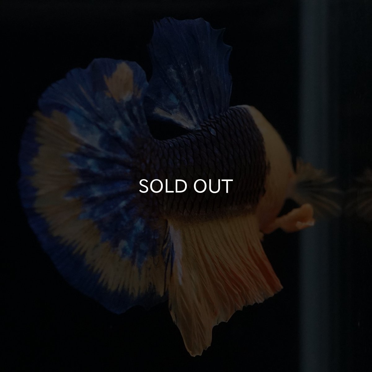 画像3: HMPK　イエローファンシー (3)