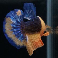 画像3: HMPK　イエローファンシー (3)