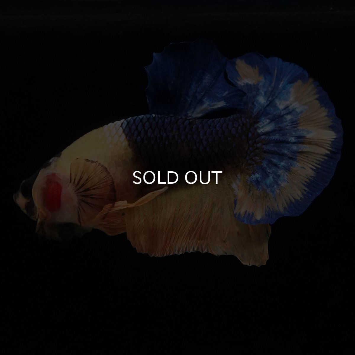 画像2: HMPK　イエローファンシー (2)