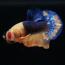 画像2: HMPK　イエローファンシー (2)