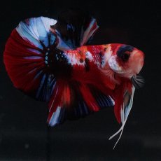 画像18: HMPK　キャンディ (18)