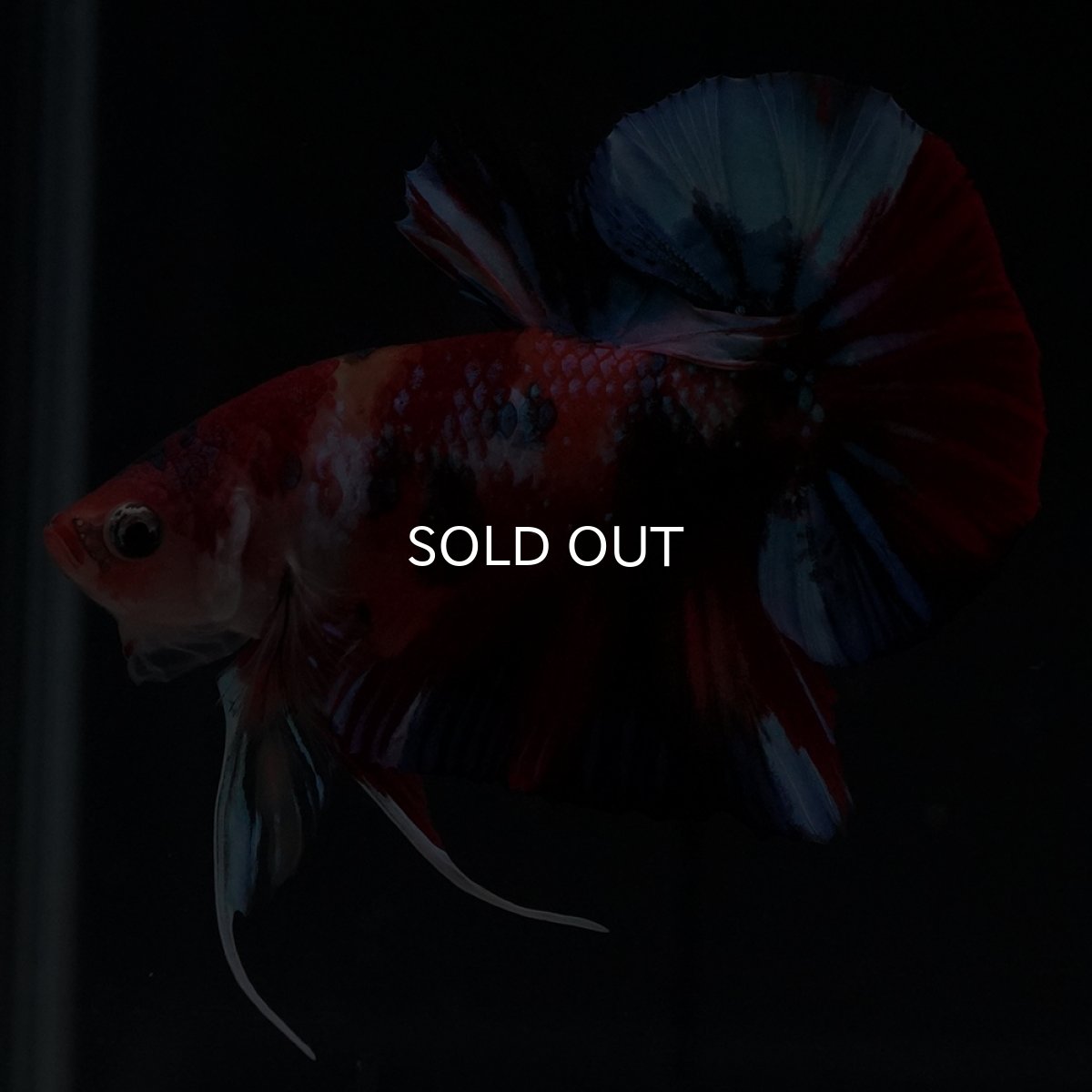 画像17: HMPK　キャンディ (17)