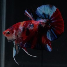 画像17: HMPK　キャンディ (17)