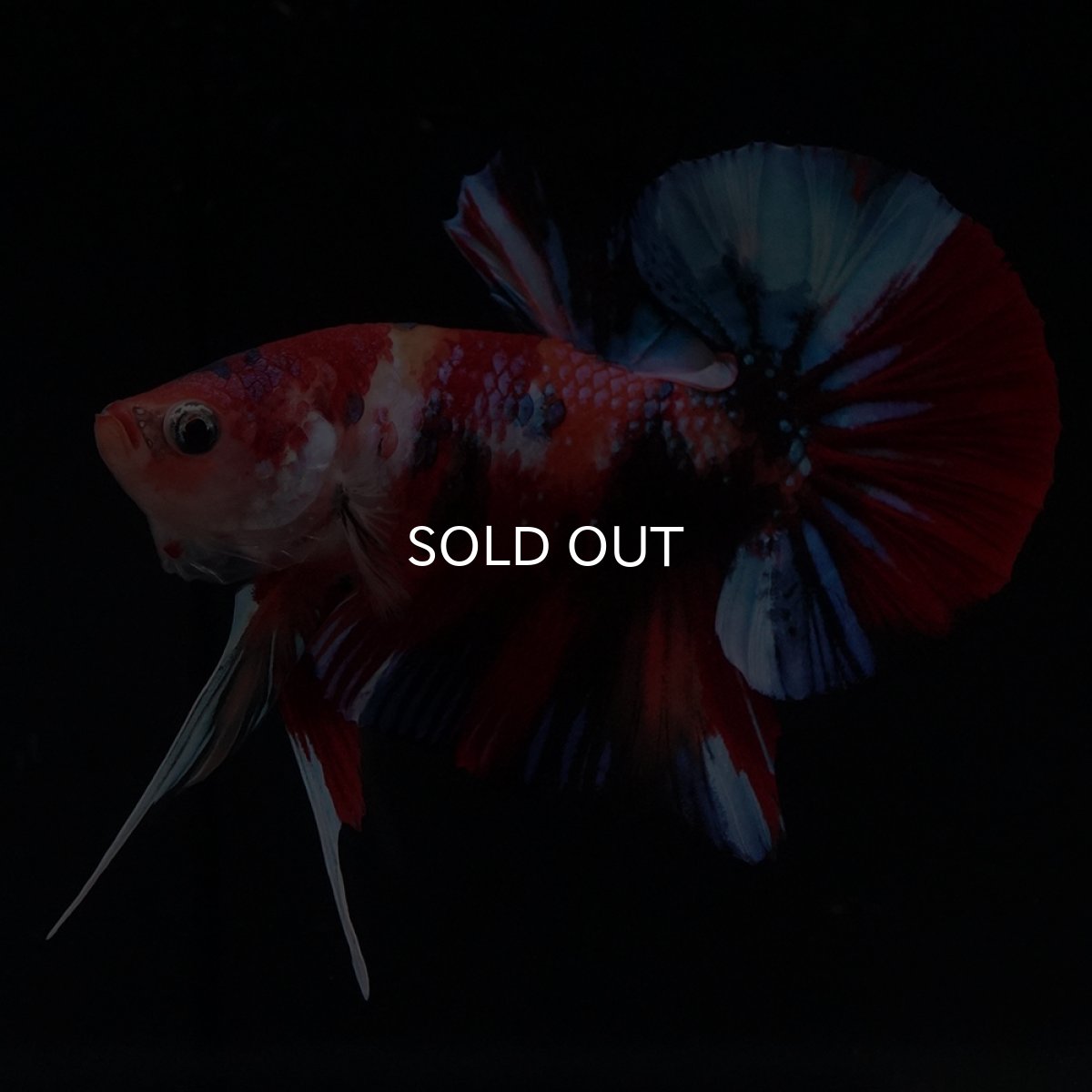 画像16: HMPK　キャンディ (16)