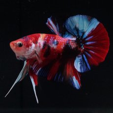 画像16: HMPK　キャンディ (16)