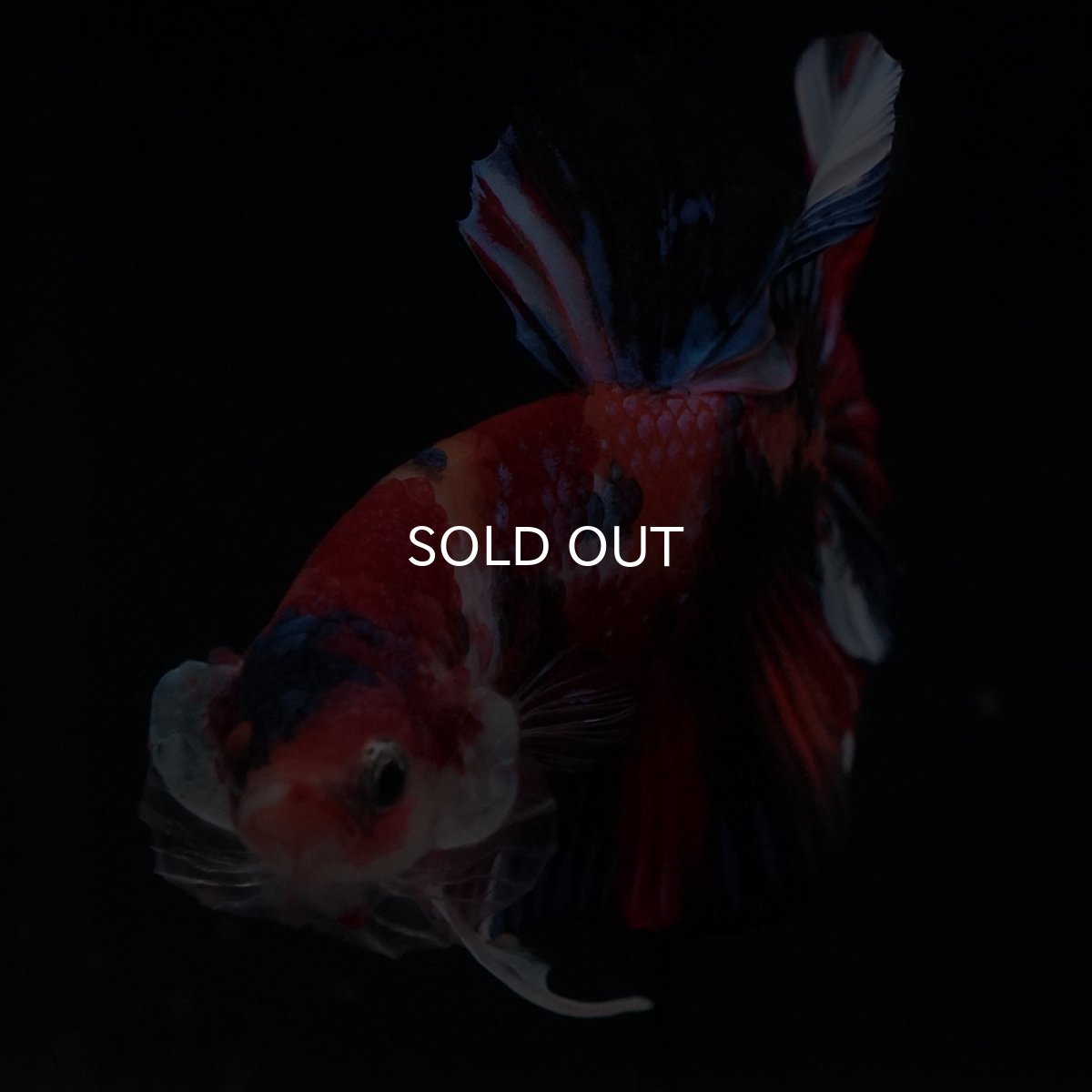 画像15: HMPK　キャンディ (15)