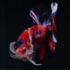 画像15: HMPK　キャンディ (15)