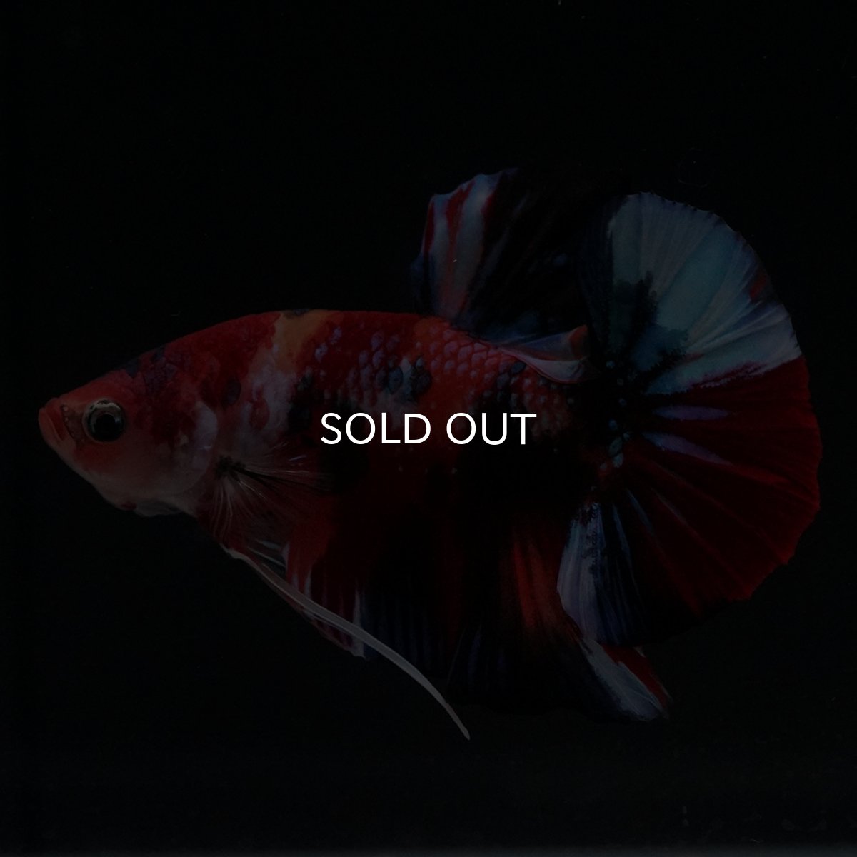 画像2: HMPK　キャンディ (2)