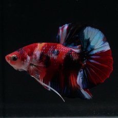 画像2: HMPK　キャンディ (2)