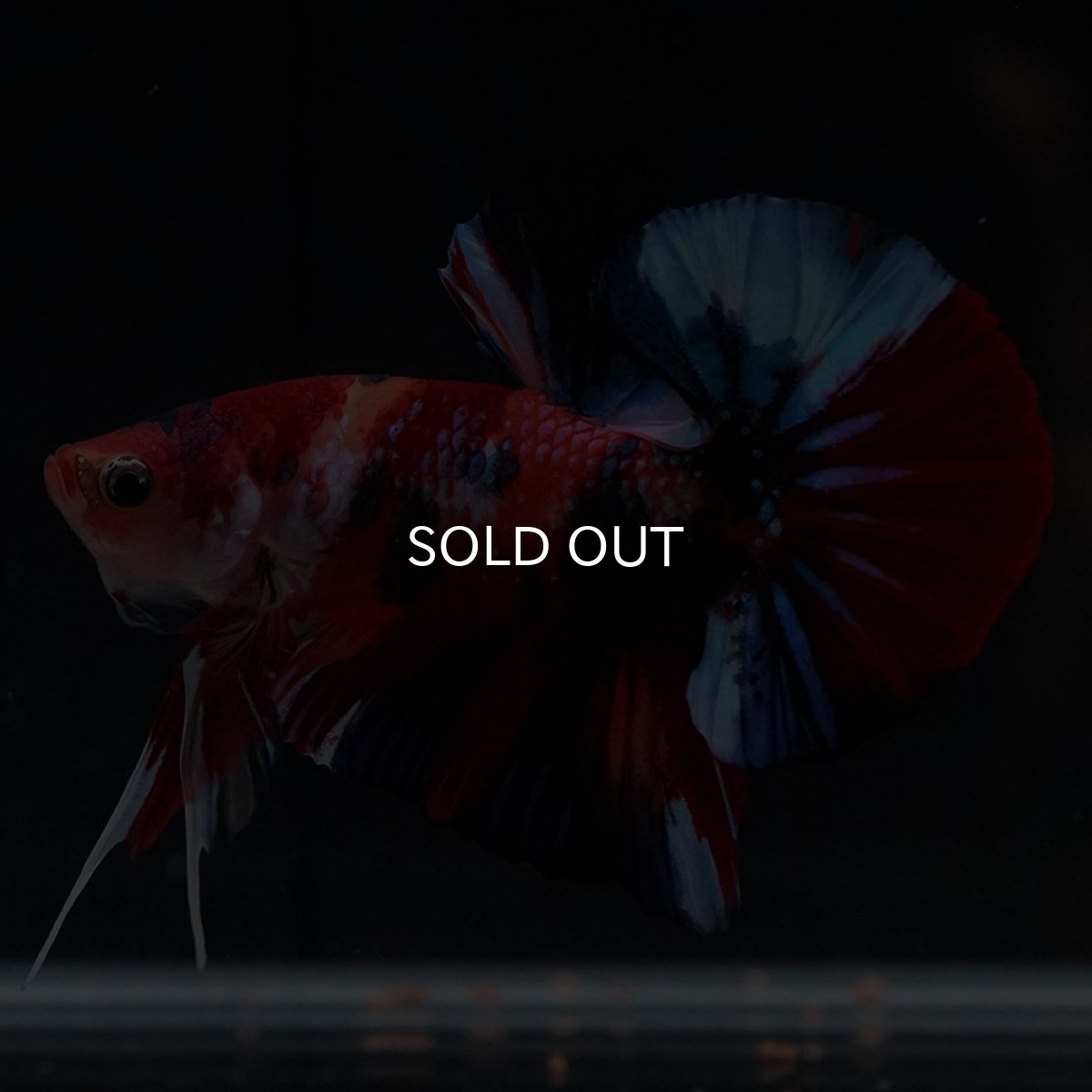 画像14: HMPK　キャンディ (14)