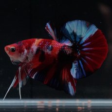 画像14: HMPK　キャンディ (14)