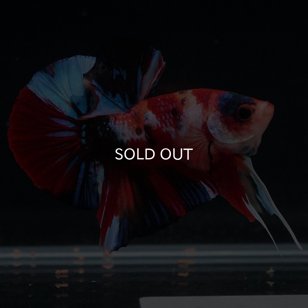 画像13: HMPK　キャンディ (13)