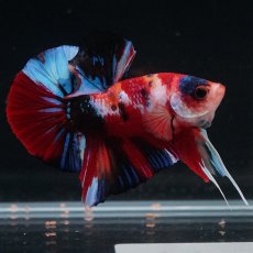 画像13: HMPK　キャンディ (13)