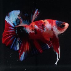 画像12: HMPK　キャンディ (12)