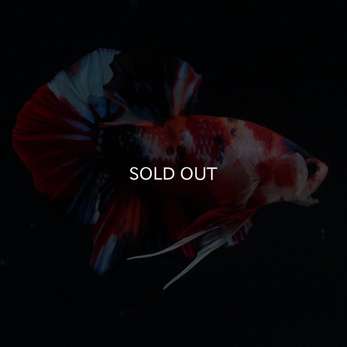 画像11: HMPK　キャンディ (11)