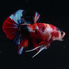 画像11: HMPK　キャンディ (11)