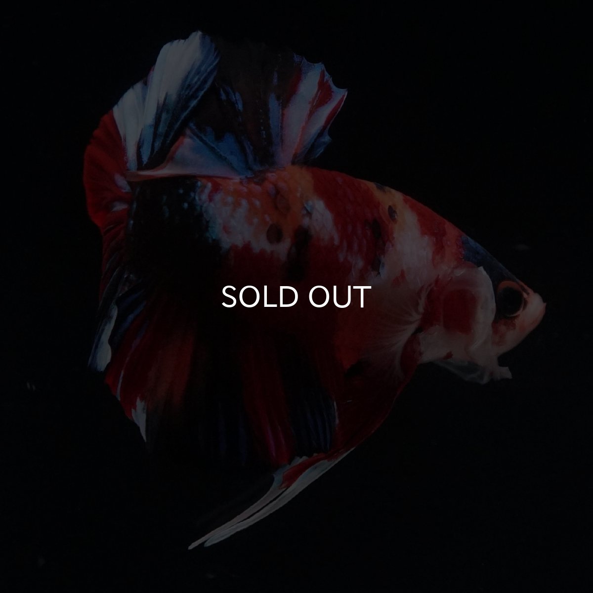 画像10: HMPK　キャンディ (10)