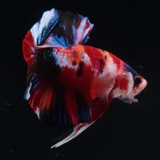 画像10: HMPK　キャンディ (10)