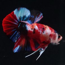 画像9: HMPK　キャンディ (9)