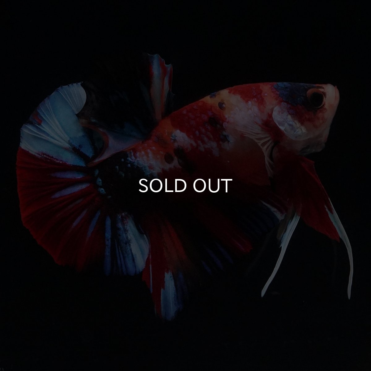 画像8: HMPK　キャンディ (8)