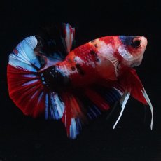 画像8: HMPK　キャンディ (8)