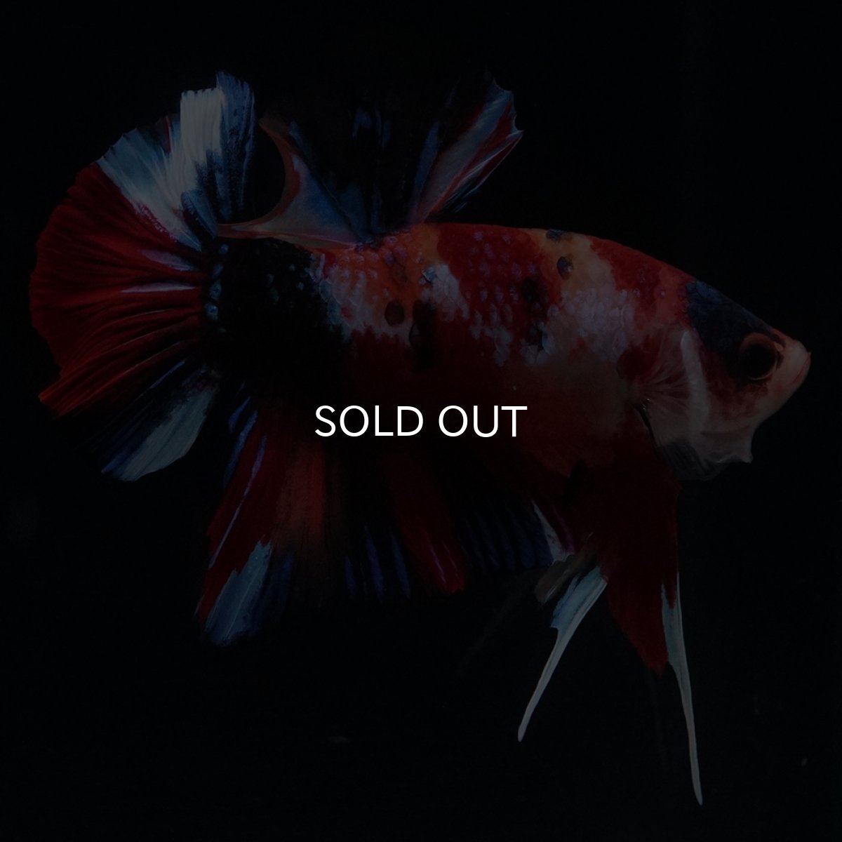 画像7: HMPK　キャンディ (7)