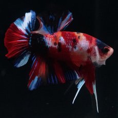 画像7: HMPK　キャンディ (7)