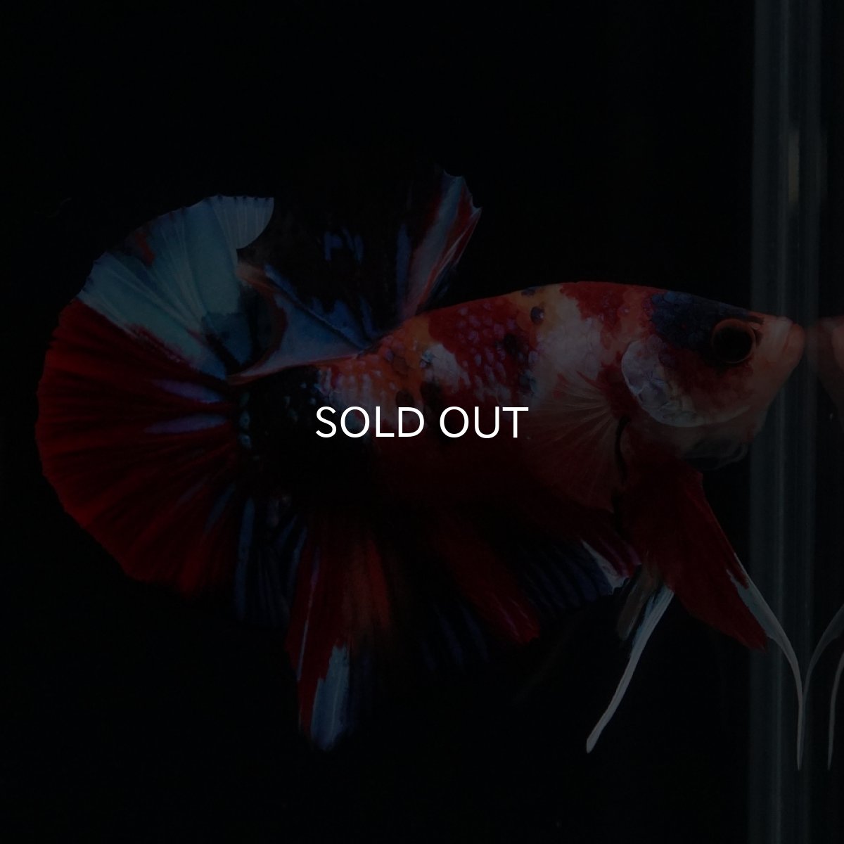 画像6: HMPK　キャンディ (6)