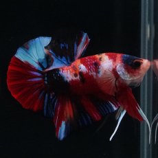 画像6: HMPK　キャンディ (6)