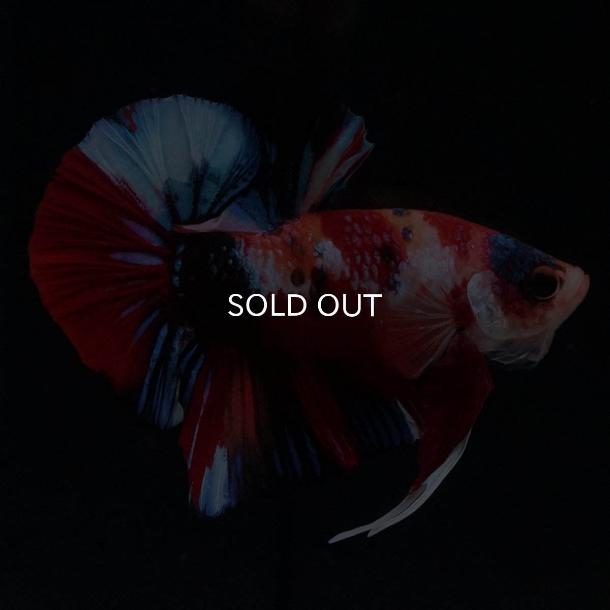 画像1: HMPK　キャンディ (1)