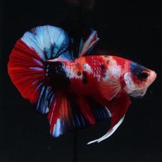 画像1: HMPK　キャンディ (1)