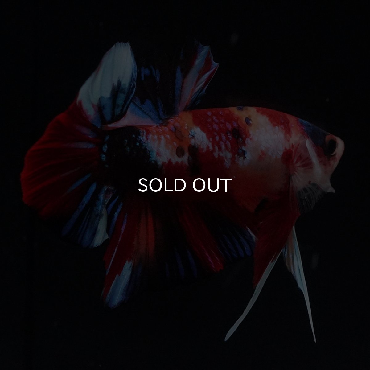 画像5: HMPK　キャンディ (5)