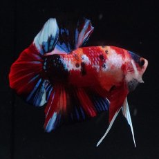 画像5: HMPK　キャンディ (5)