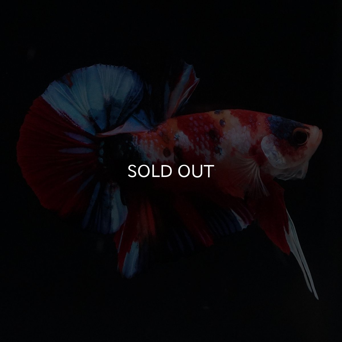 画像4: HMPK　キャンディ (4)