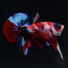 画像4: HMPK　キャンディ (4)