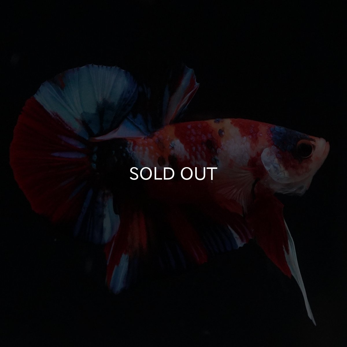 画像3: HMPK　キャンディ (3)