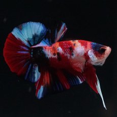 画像3: HMPK　キャンディ (3)