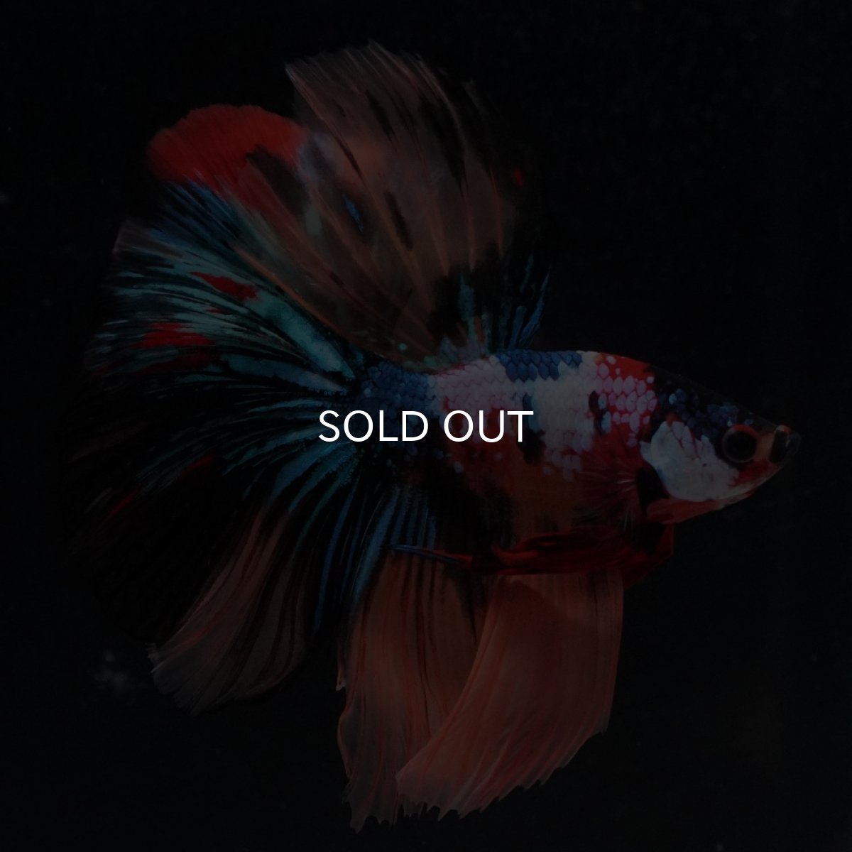 画像15: HM　キャンディギャラクシー (15)