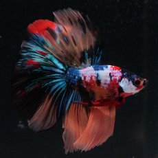 画像15: HM　キャンディギャラクシー (15)