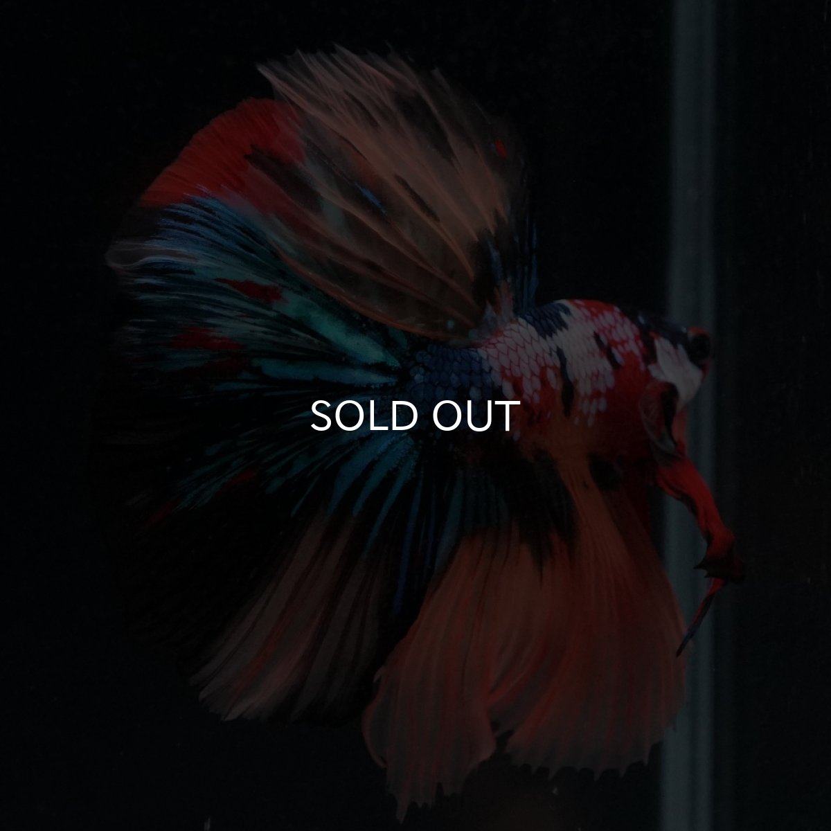 画像2: HM　キャンディギャラクシー (2)