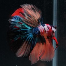 画像2: HM　キャンディギャラクシー (2)